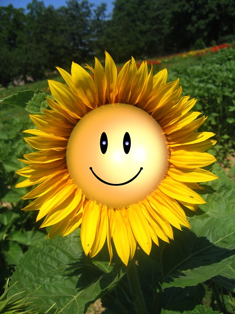 sun-flower-111706_640[1]